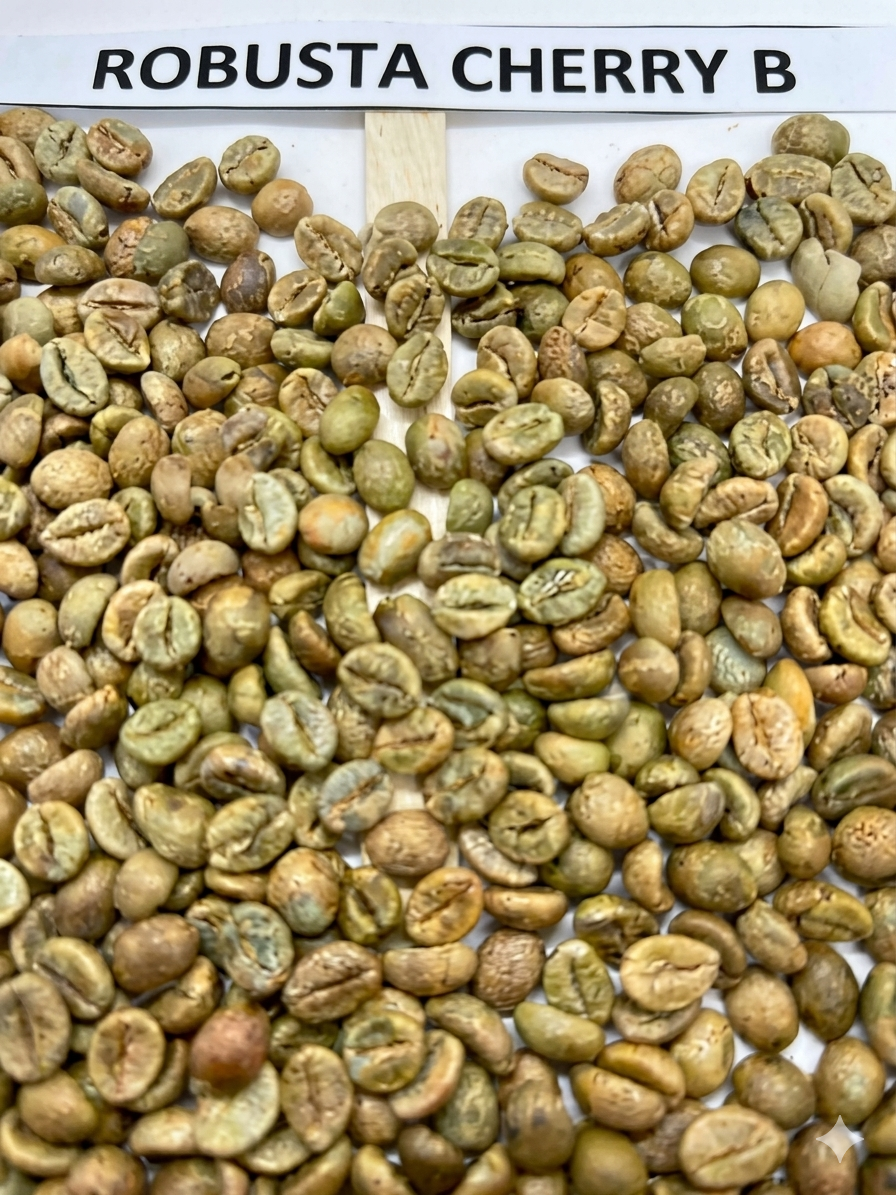 Robusta Cherry B