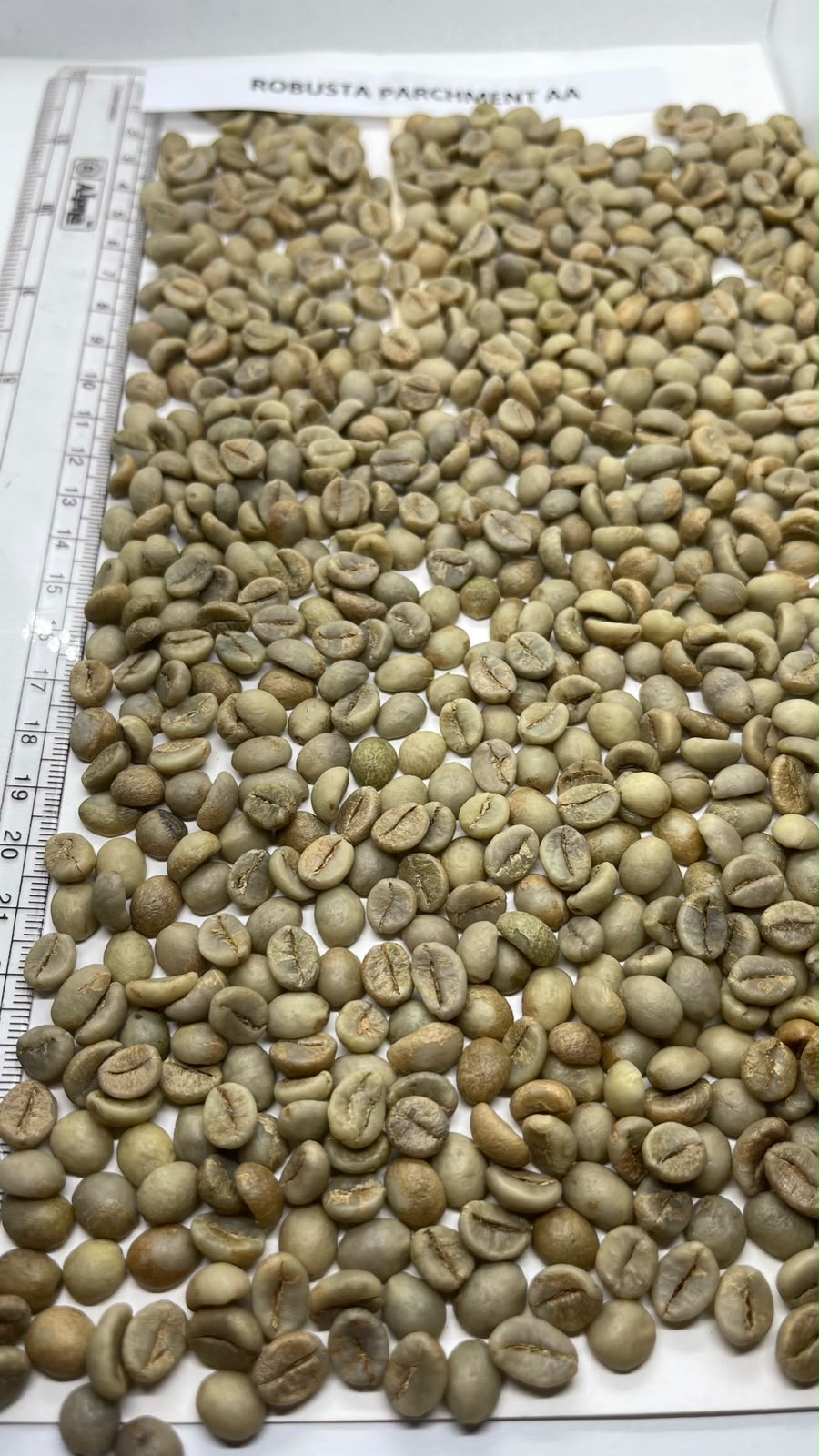 Robusta Parchment AA / Robusta Kappi Royale 18