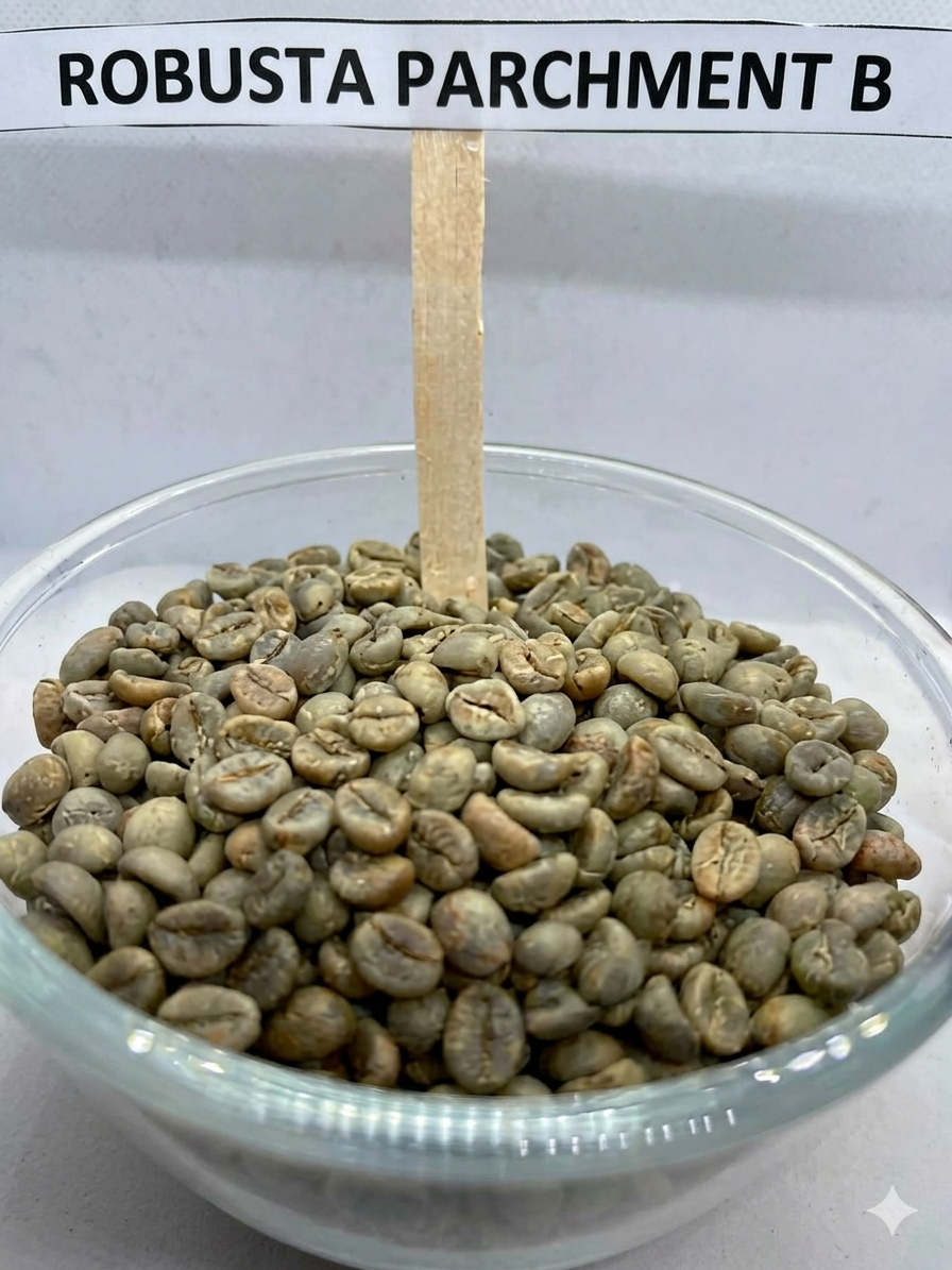 Robusta Parchment B