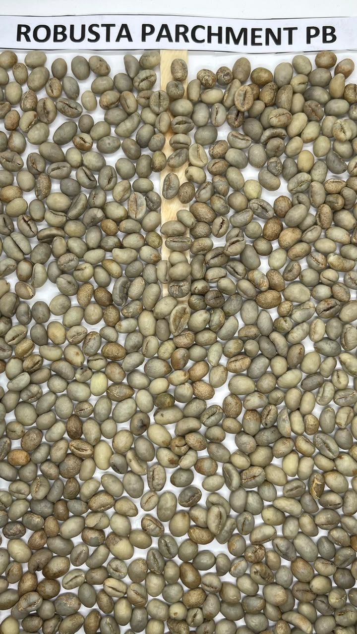Robusta Parchment PB